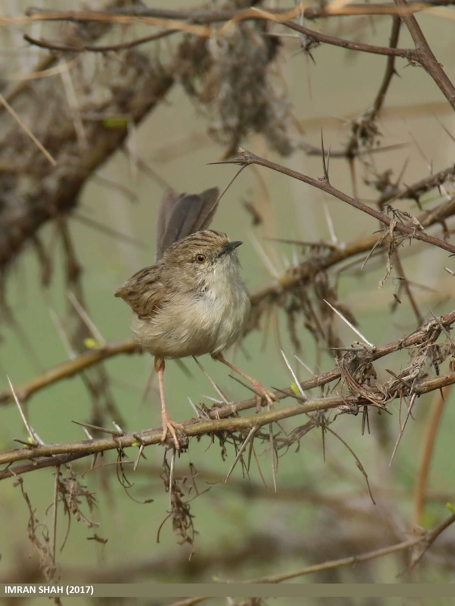 Image of Graceful Prinia