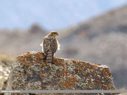 Image of Eurasian Sparrowhawk