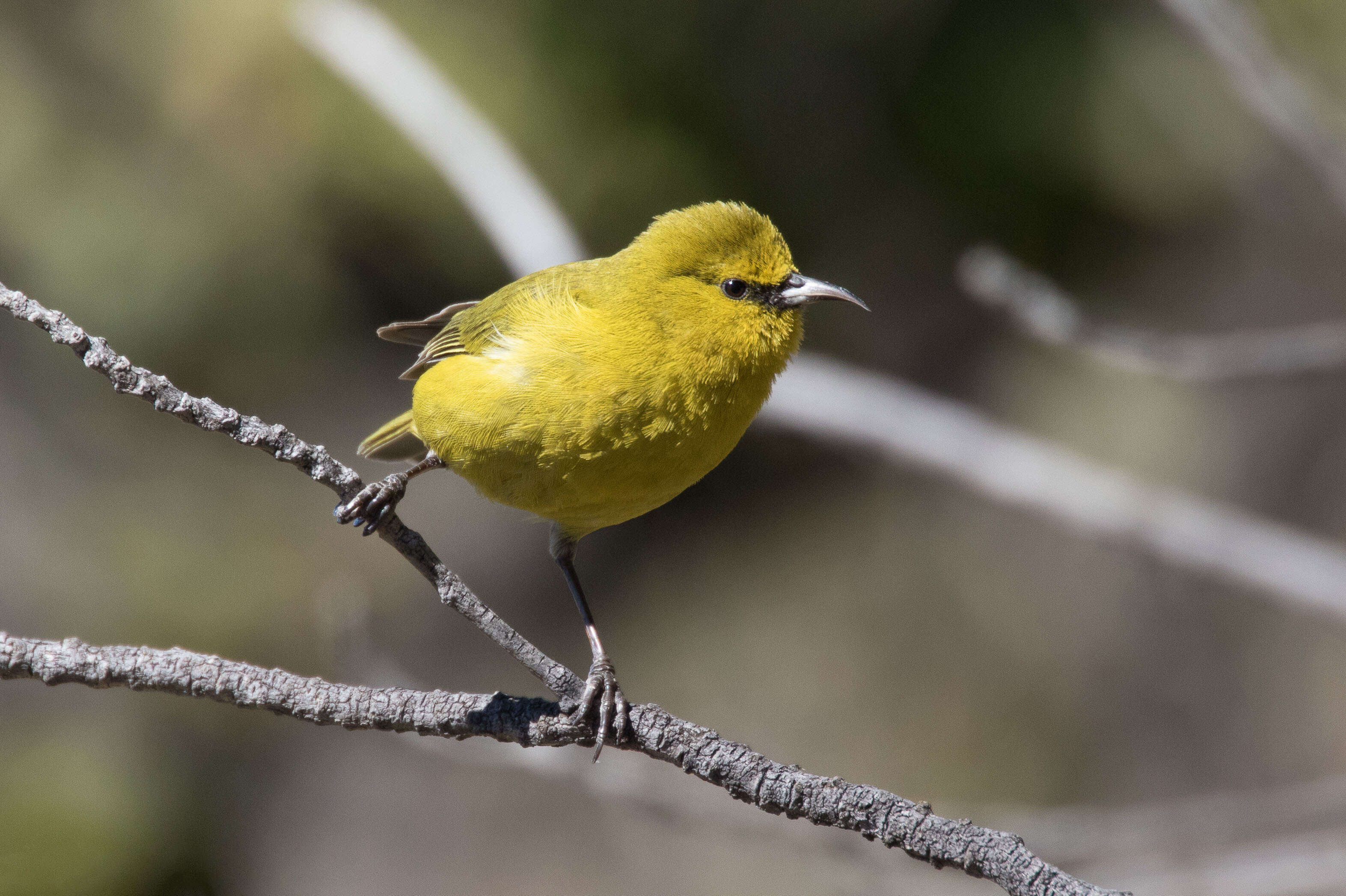 Chlorodrepanis virens (Gmelin & JF 1788)的圖片