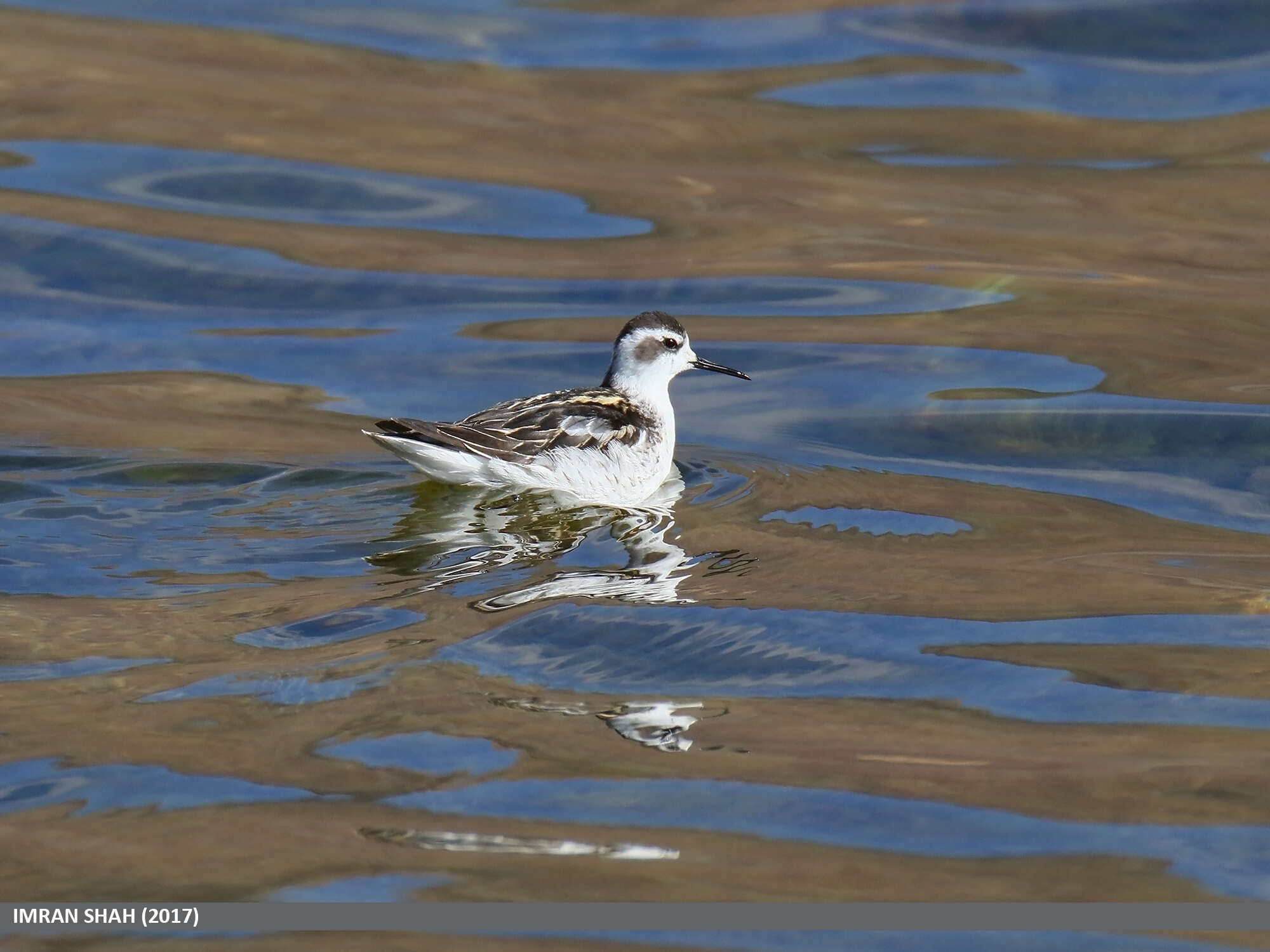 Image of Red-necked Phalarope