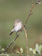 Image of Mountain Chiffchaff