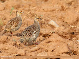 Image of Gray Francolin