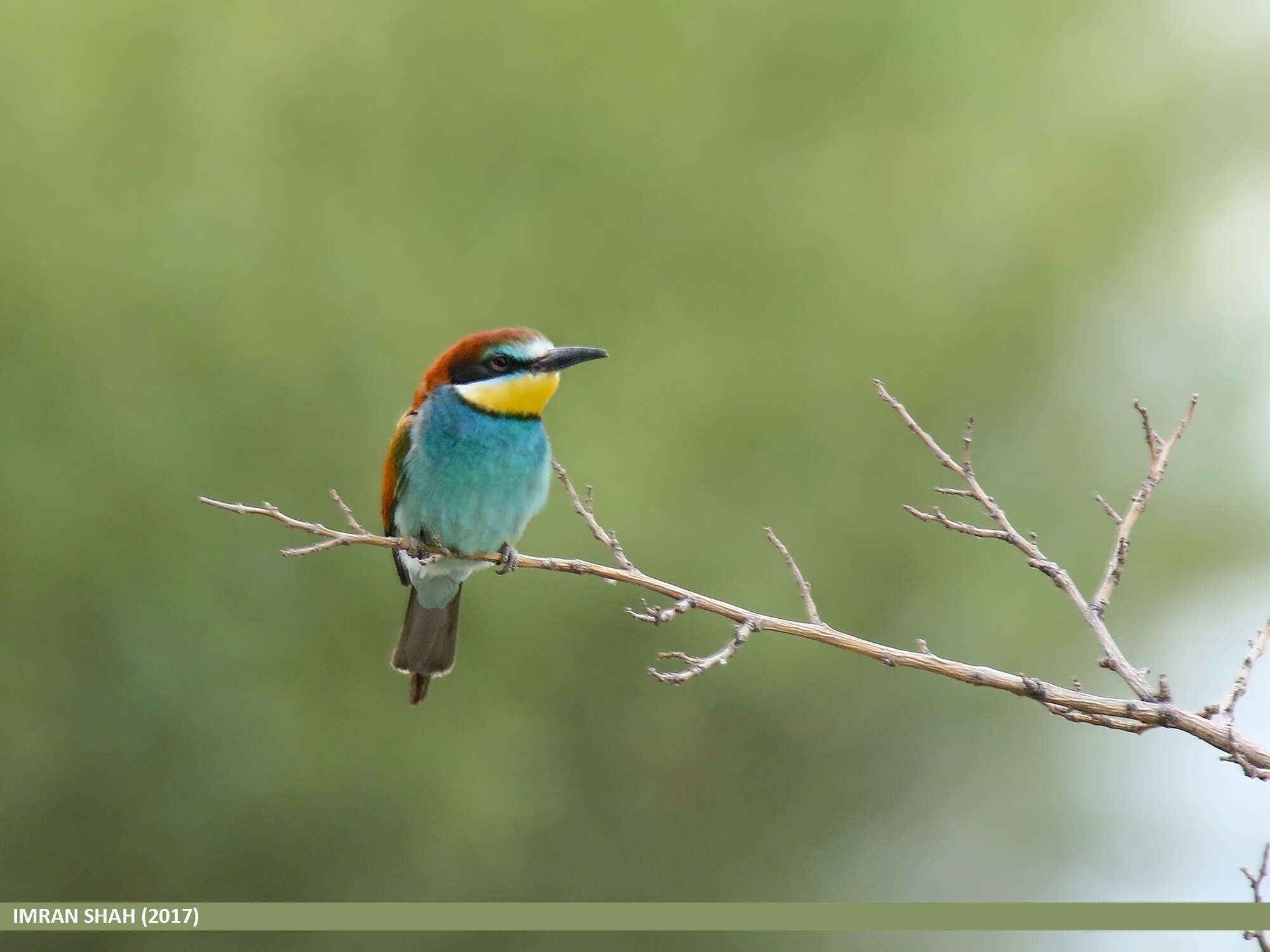 Image of bee-eater, european bee-eater