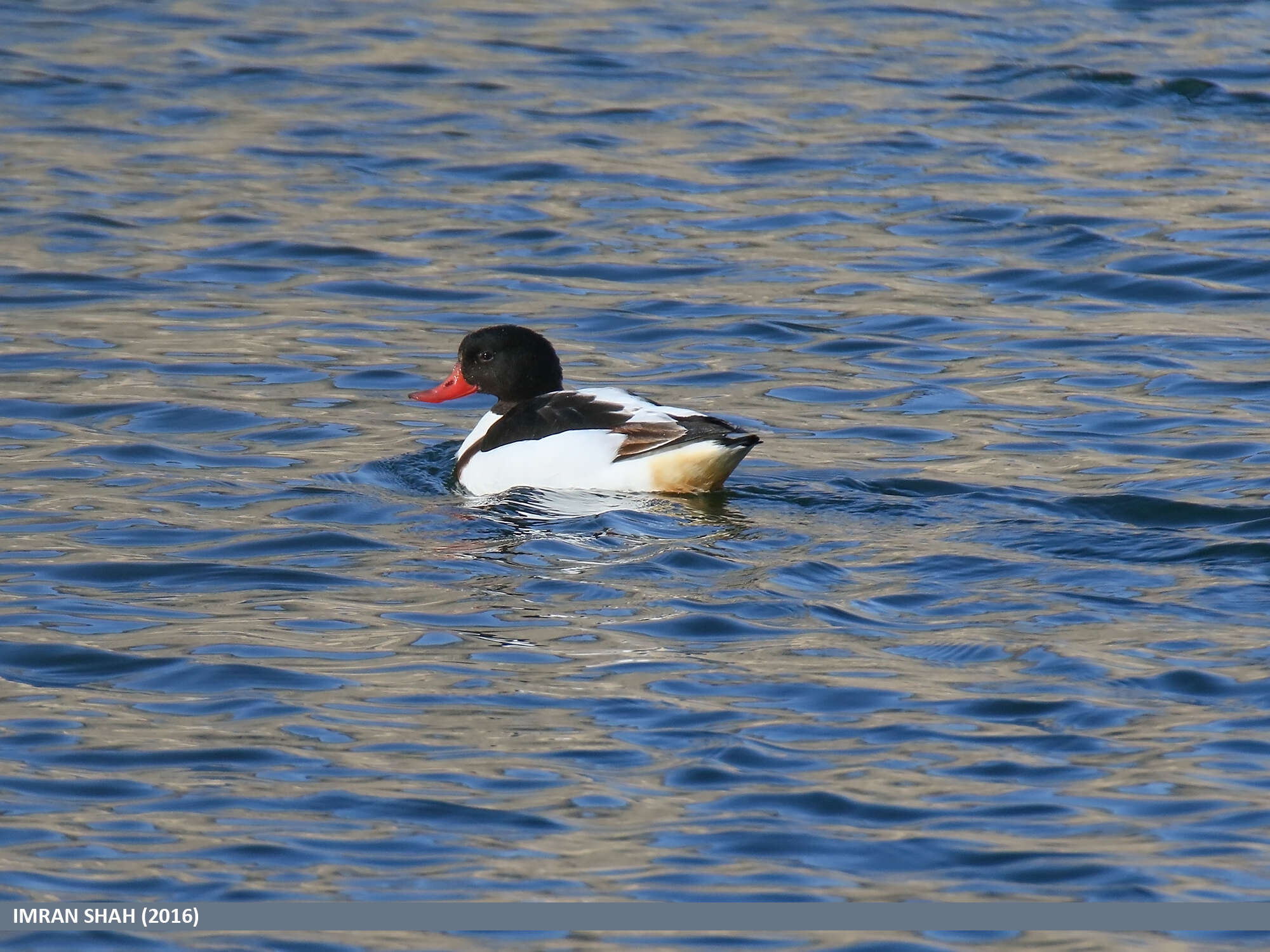 Image of shelduck, common shelduck