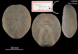 Sivun Breynia australasiae (Leach 1815) kuva