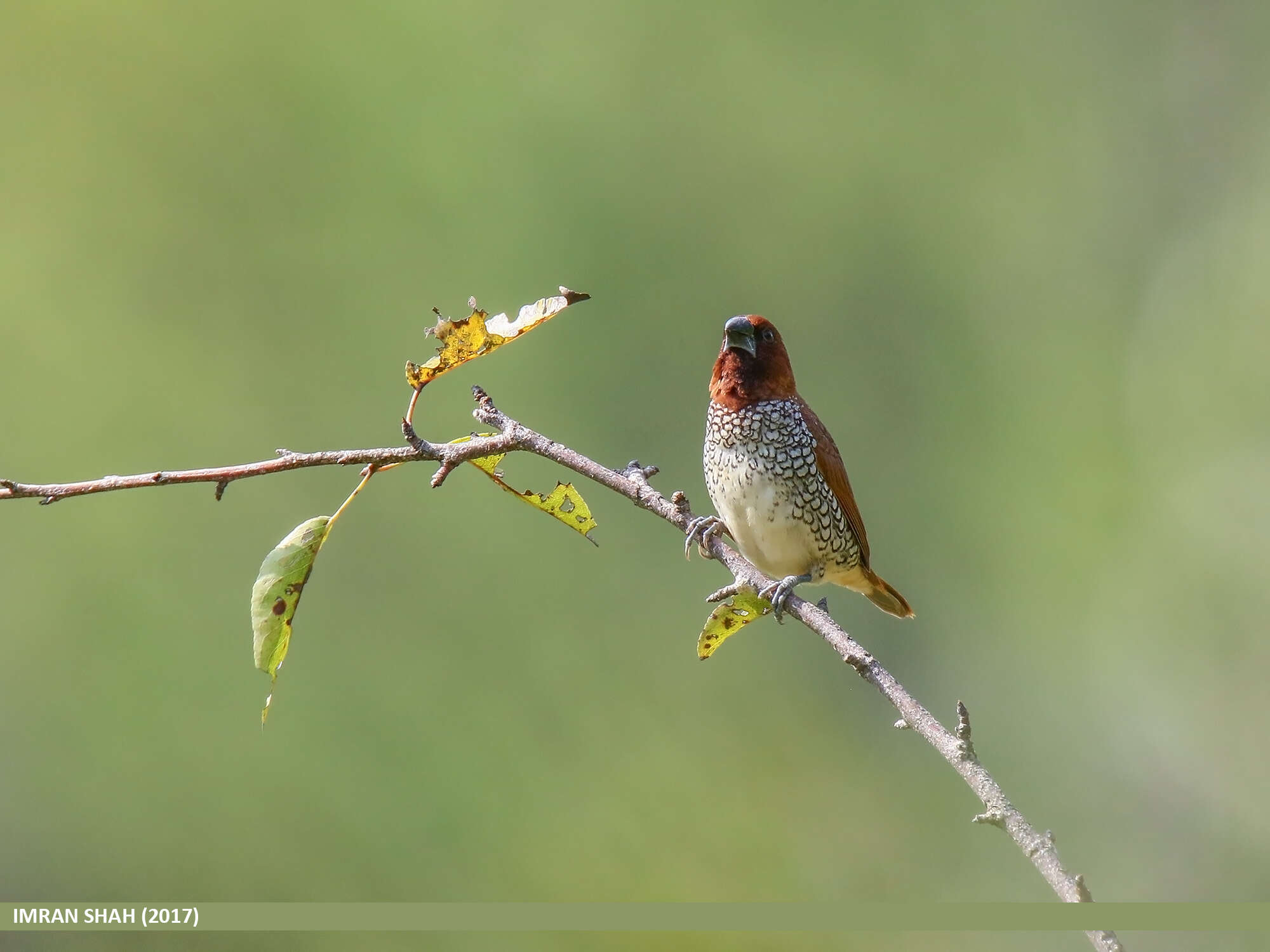 Image of Nutmeg Mannikin