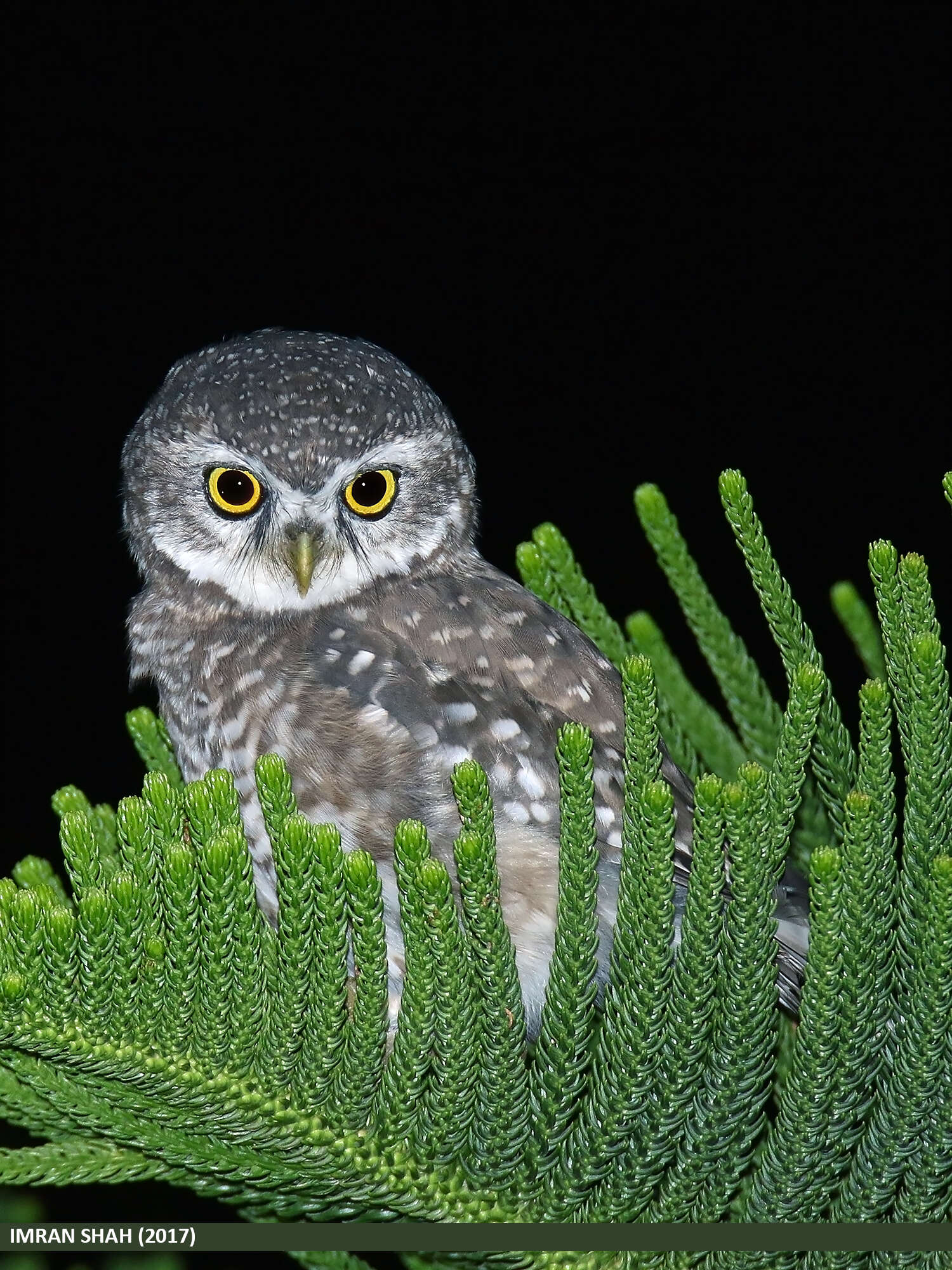 Image of Spotted Owlet