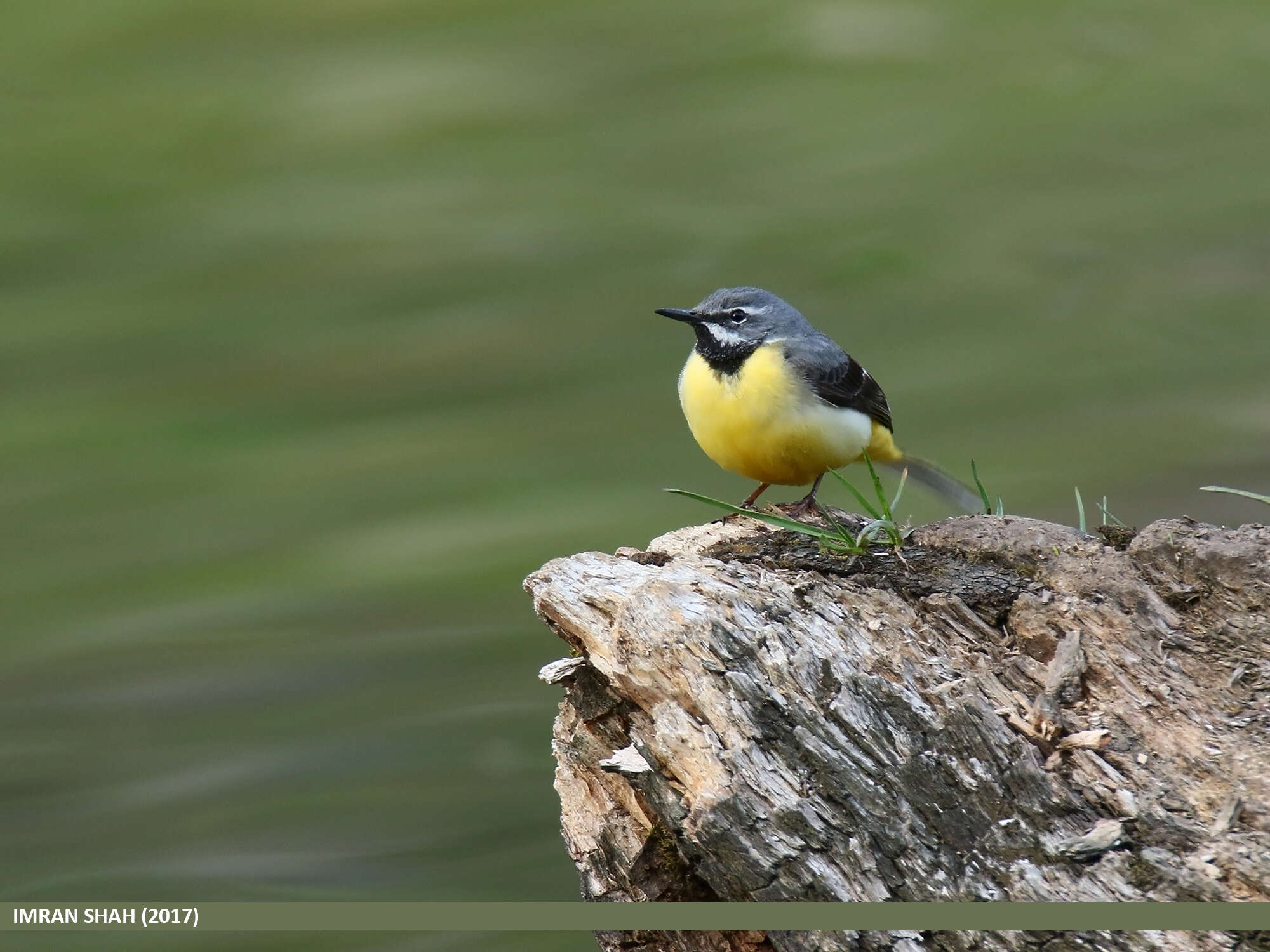 Image of Grey Wagtail