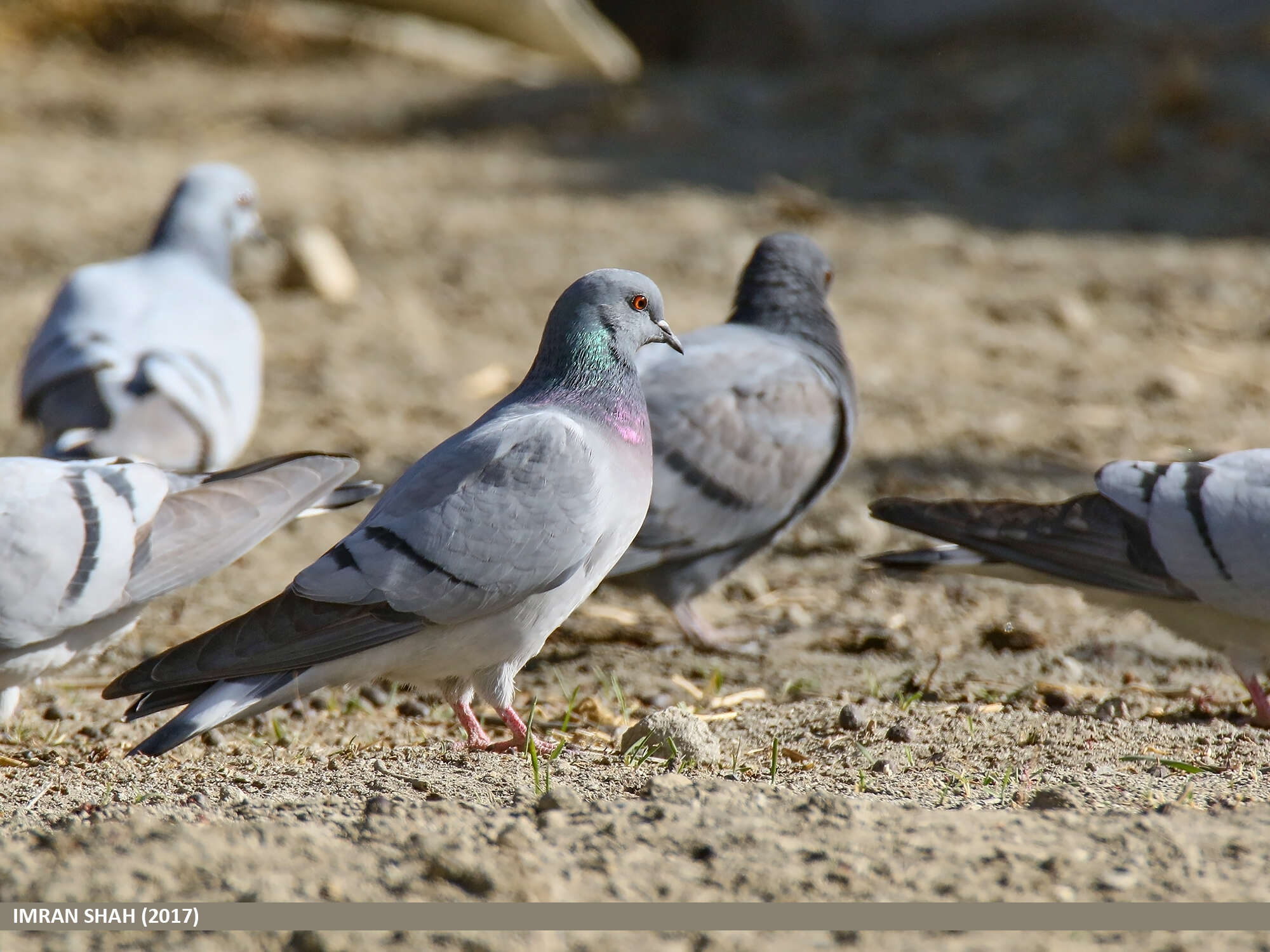 Image of Hill Pigeon