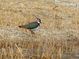 Image of Lapwing