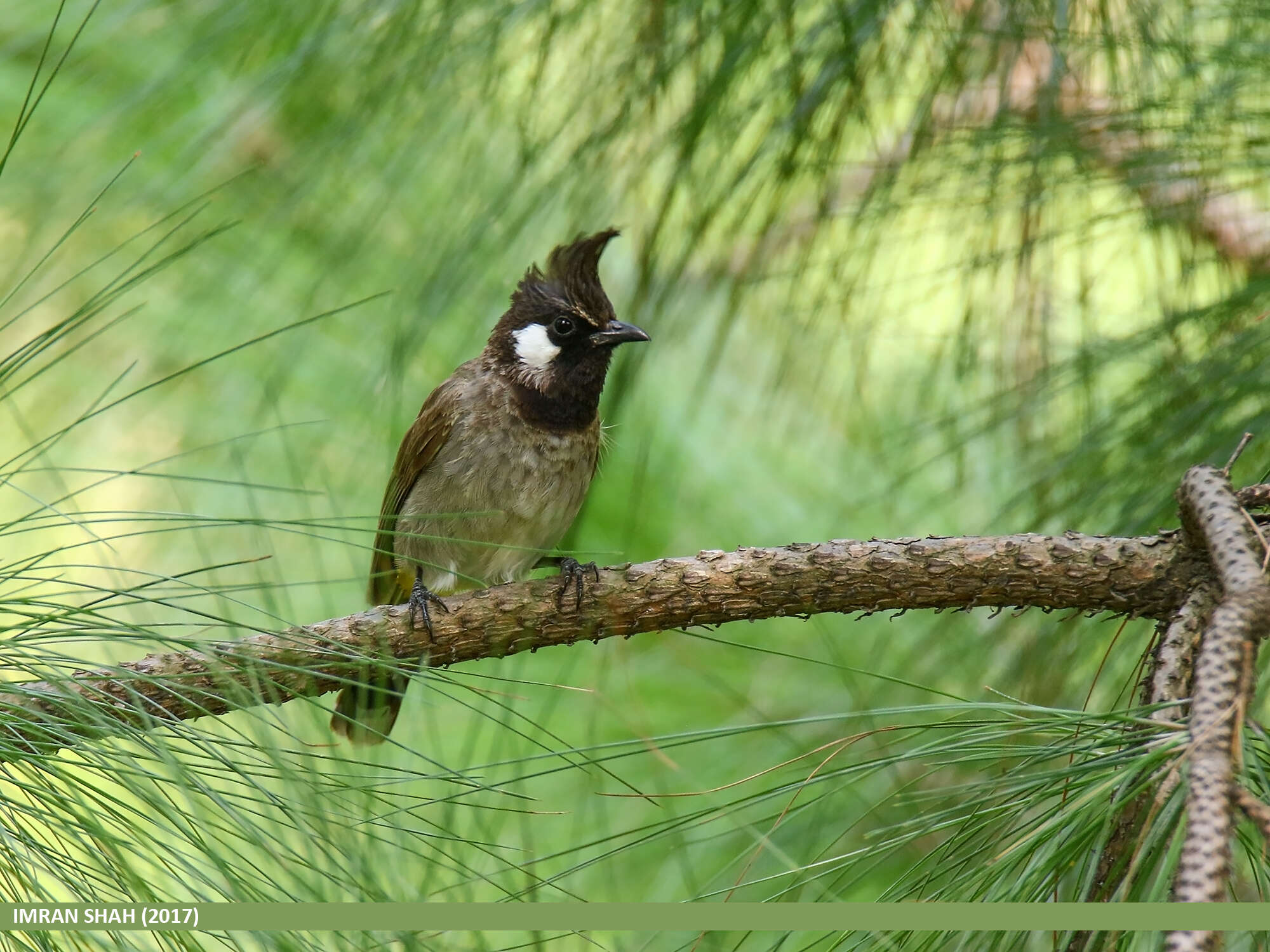 Image of Himalayan Bulbul