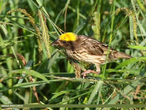 Image of Streaked Weaver