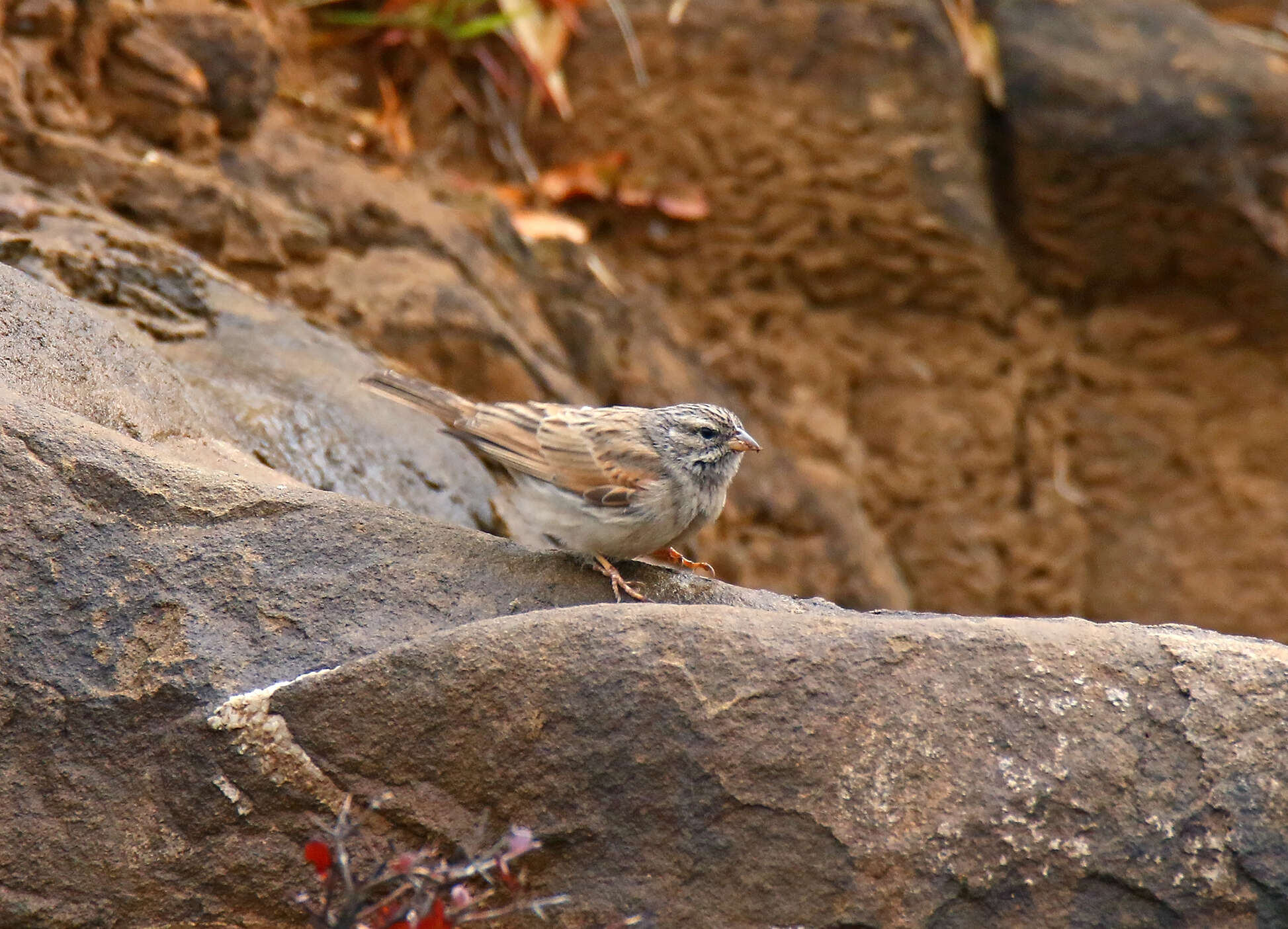 Image of House Bunting