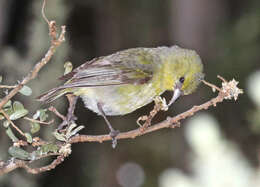 Chlorodrepanis virens (Gmelin & JF 1788)的圖片