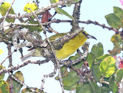 Chlorodrepanis stejnegeri (Wilson & SB 1890)的圖片