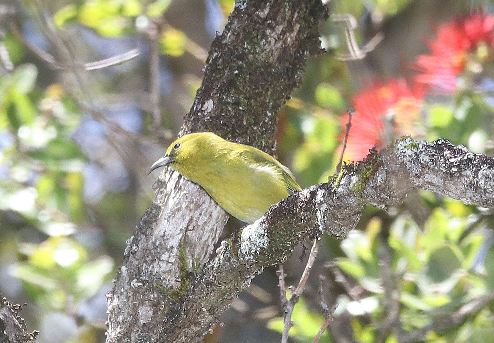 Chlorodrepanis stejnegeri (Wilson & SB 1890)的圖片