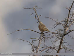 Image of European Rock Bunting