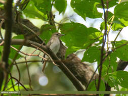 Image of Rusty-tailed Flycatcher