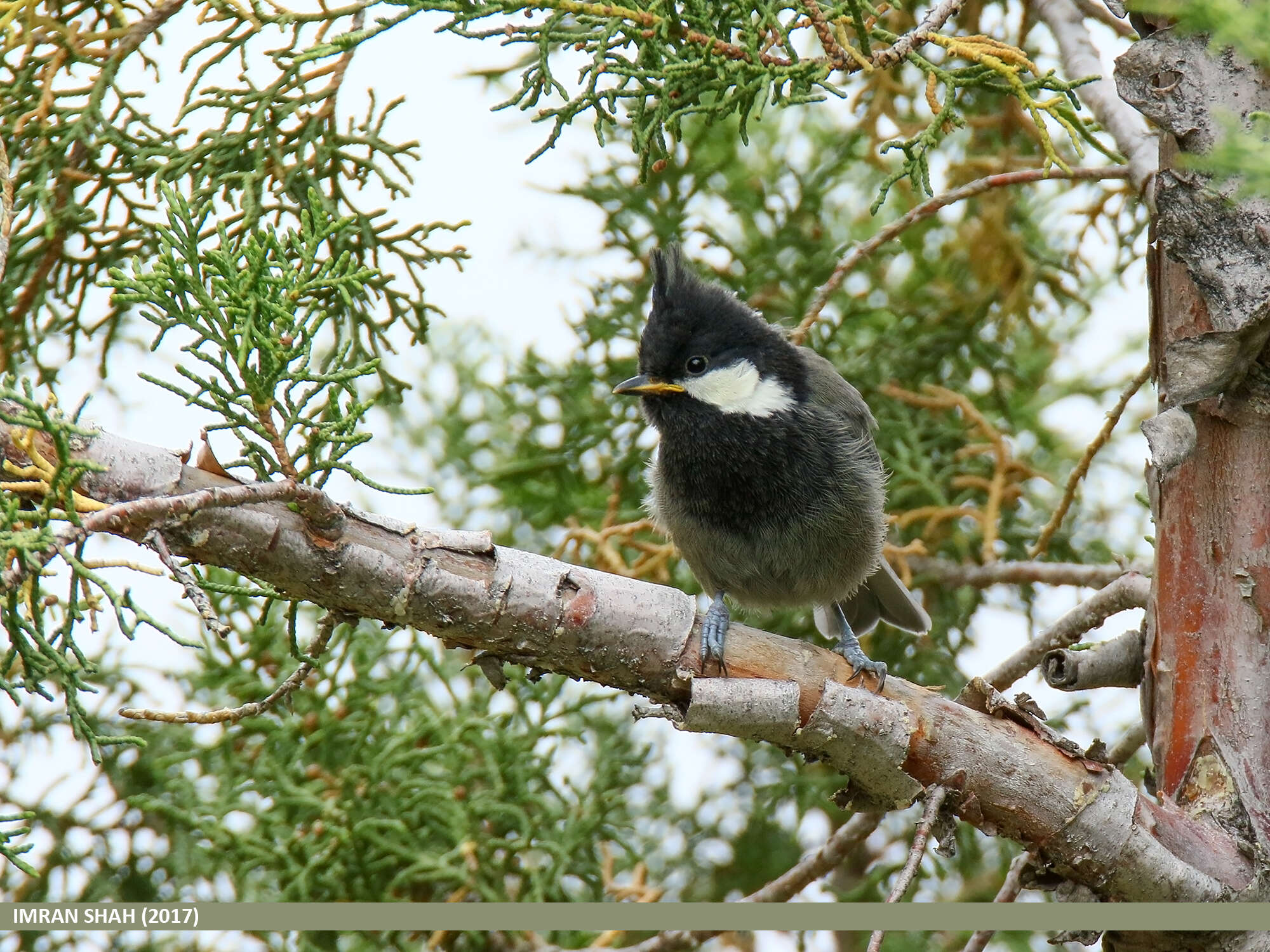 Plancia ëd Periparus rufonuchalis (Blyth 1849)