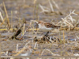 Image of Little Stint