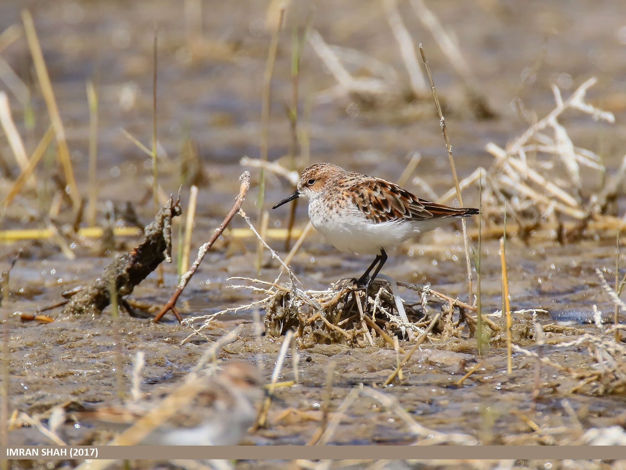 Image of Little Stint