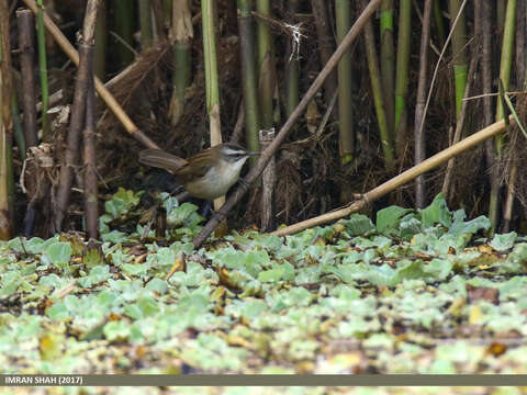 Image of Moustached Warbler