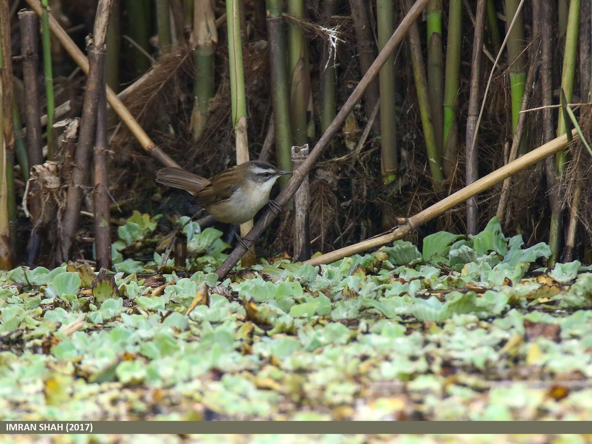 Image of Moustached Warbler