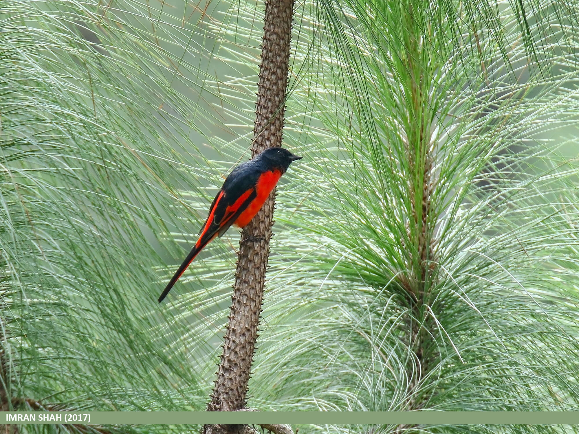 Image of Long-tailed Minivet