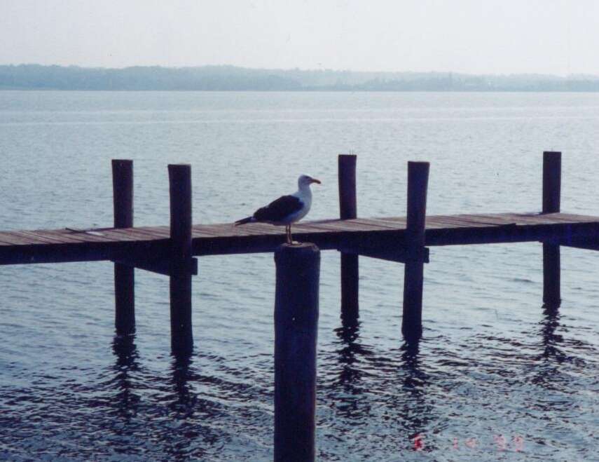 Image of Kelp Gull