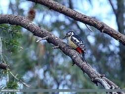 Image of Himalayan Woodpecker