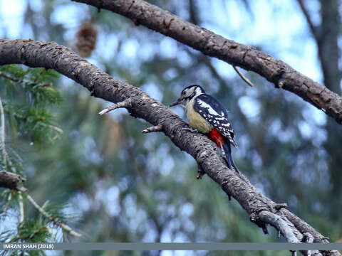 Image of Himalayan Woodpecker