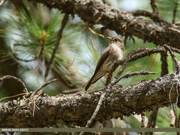 Image of Dark-sided Flycatcher