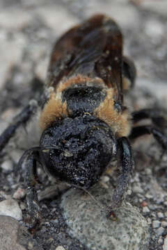 Image of Eastern Carpenter Bee