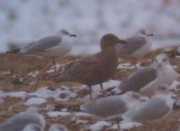 Image of Glaucous-winged Gull