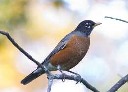 Image of American Robin