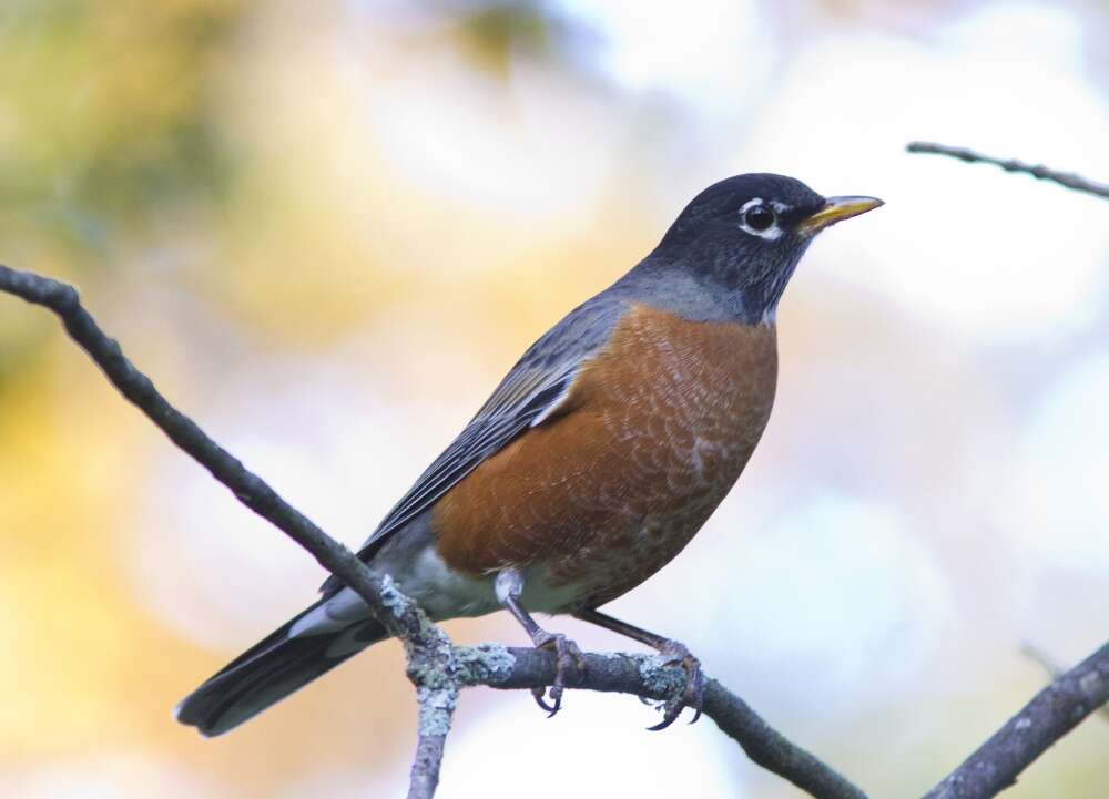 Image of American Robin