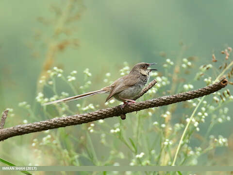 Image of Grey-breasted Prinia