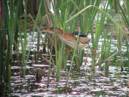 Image of Least Bittern