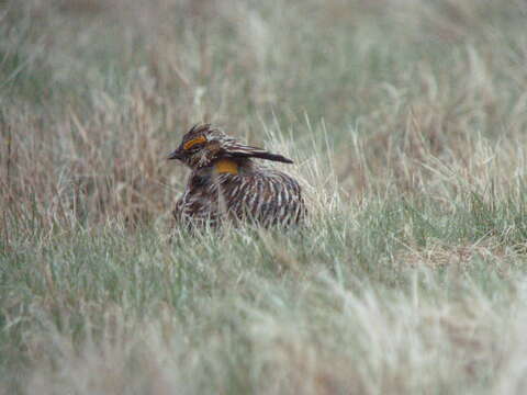 Image of Greater Prairie Chicken