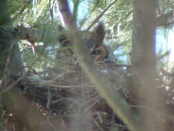 Image of Great Horned Owl