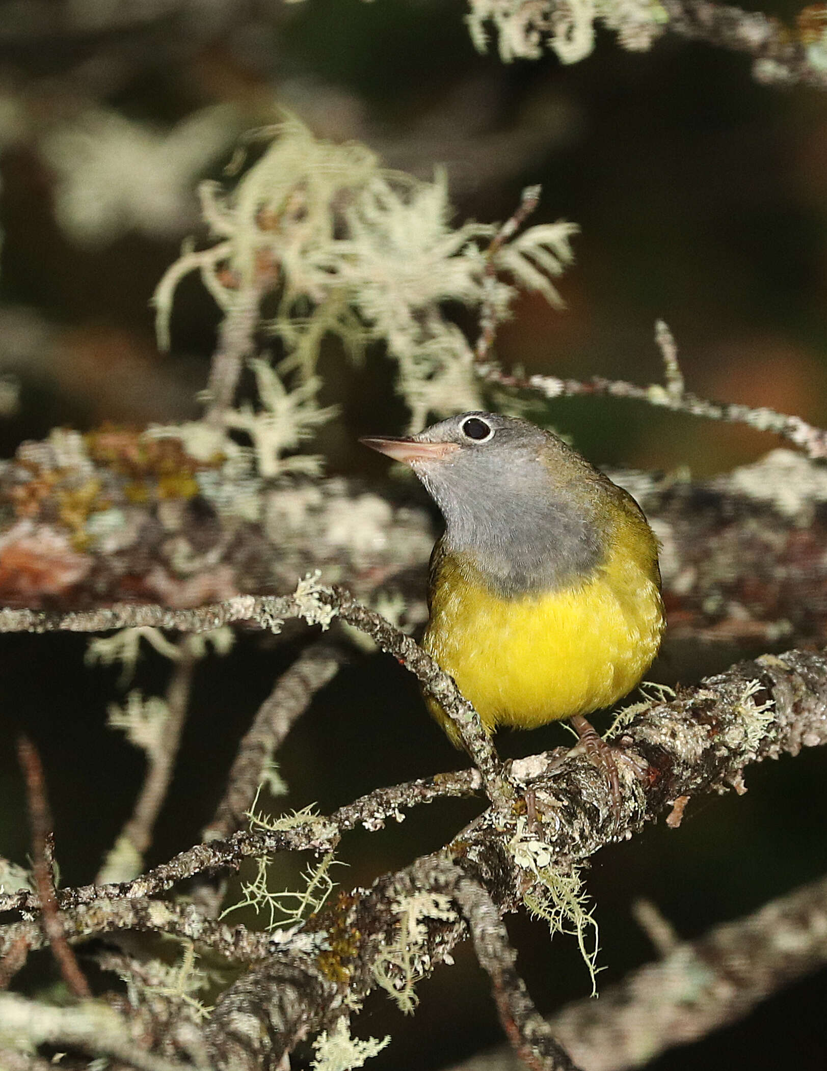 Image of Oporornis Baird & SF 1858