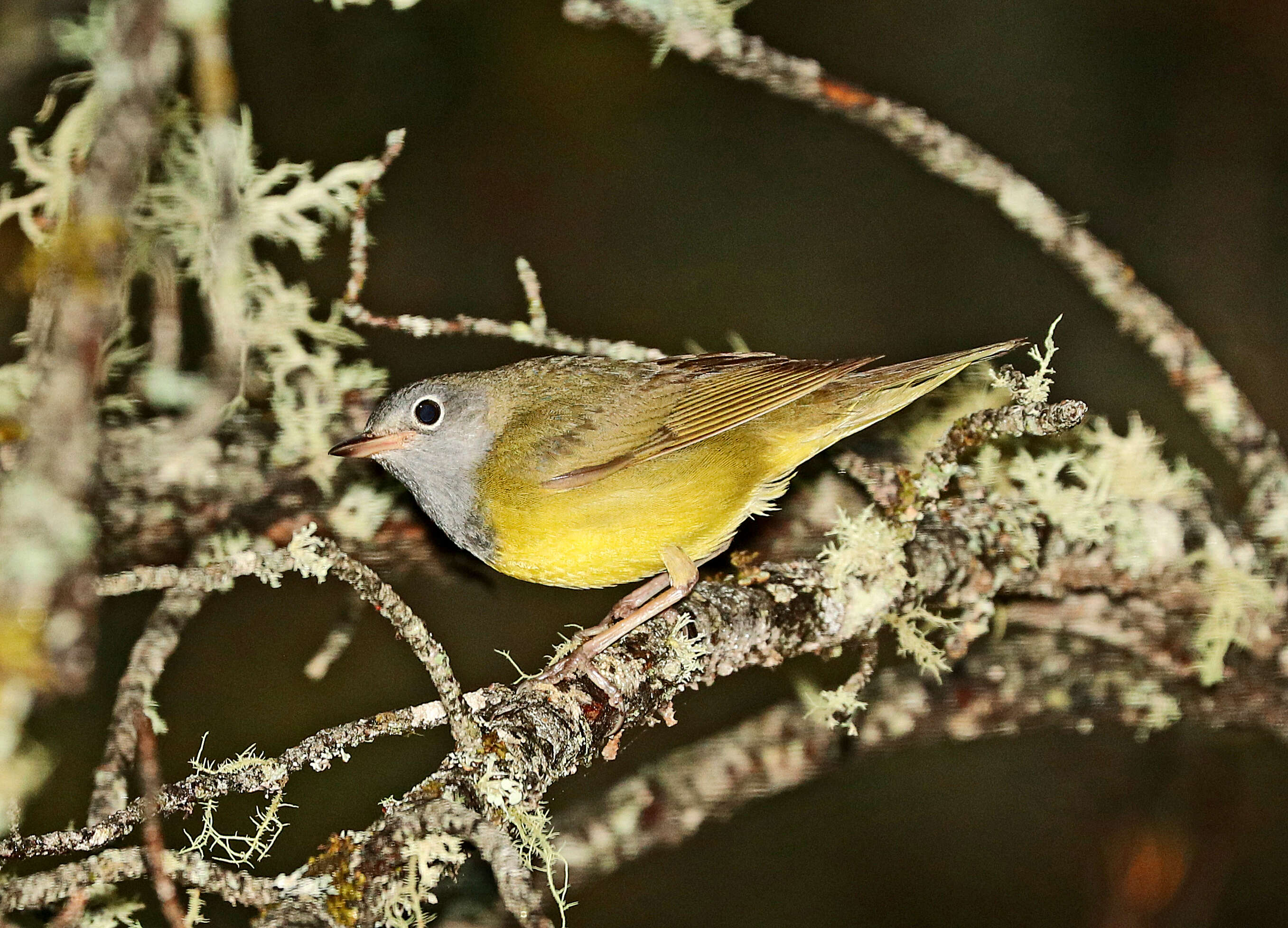 Image of Oporornis Baird & SF 1858