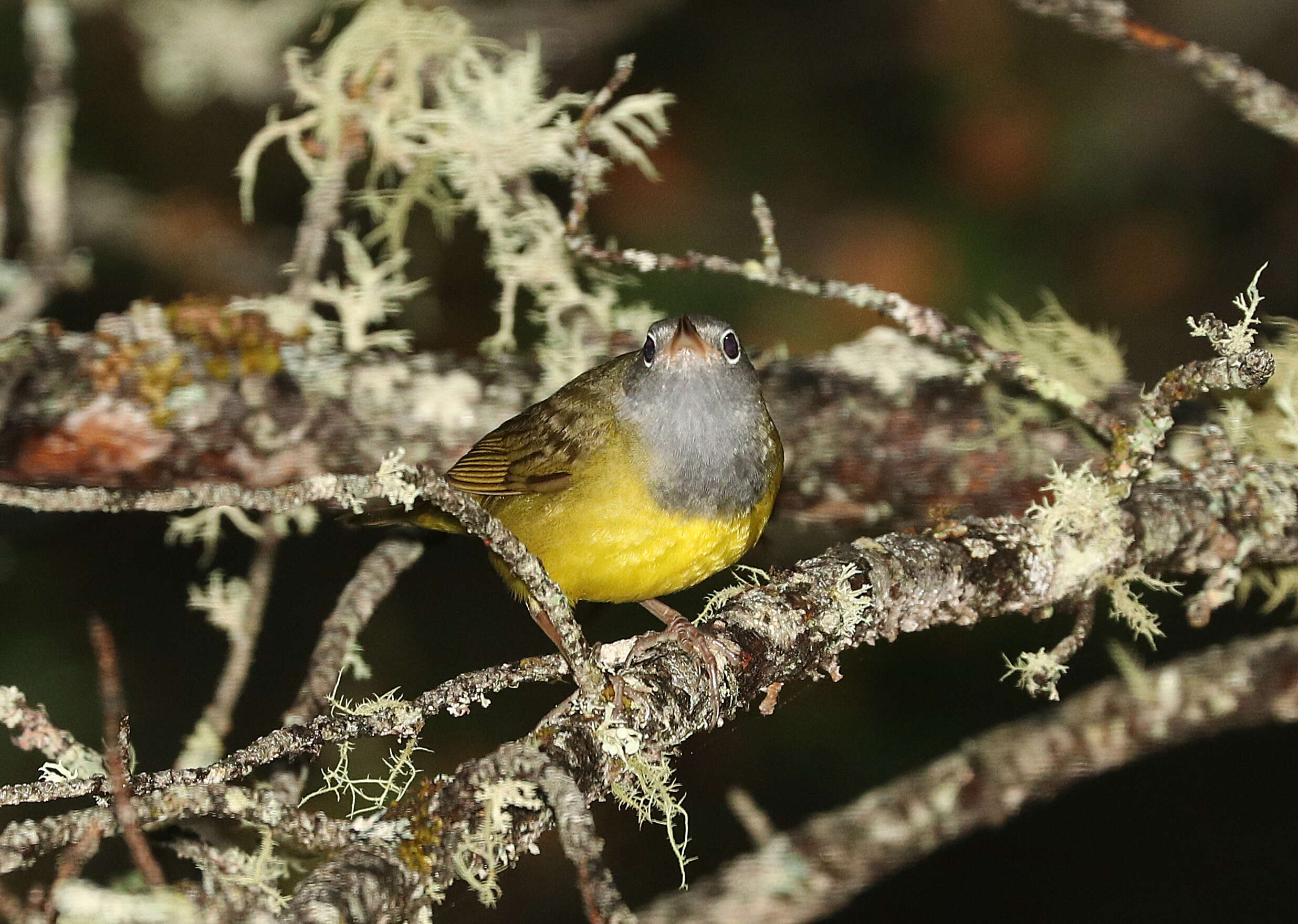 Image of Oporornis Baird & SF 1858