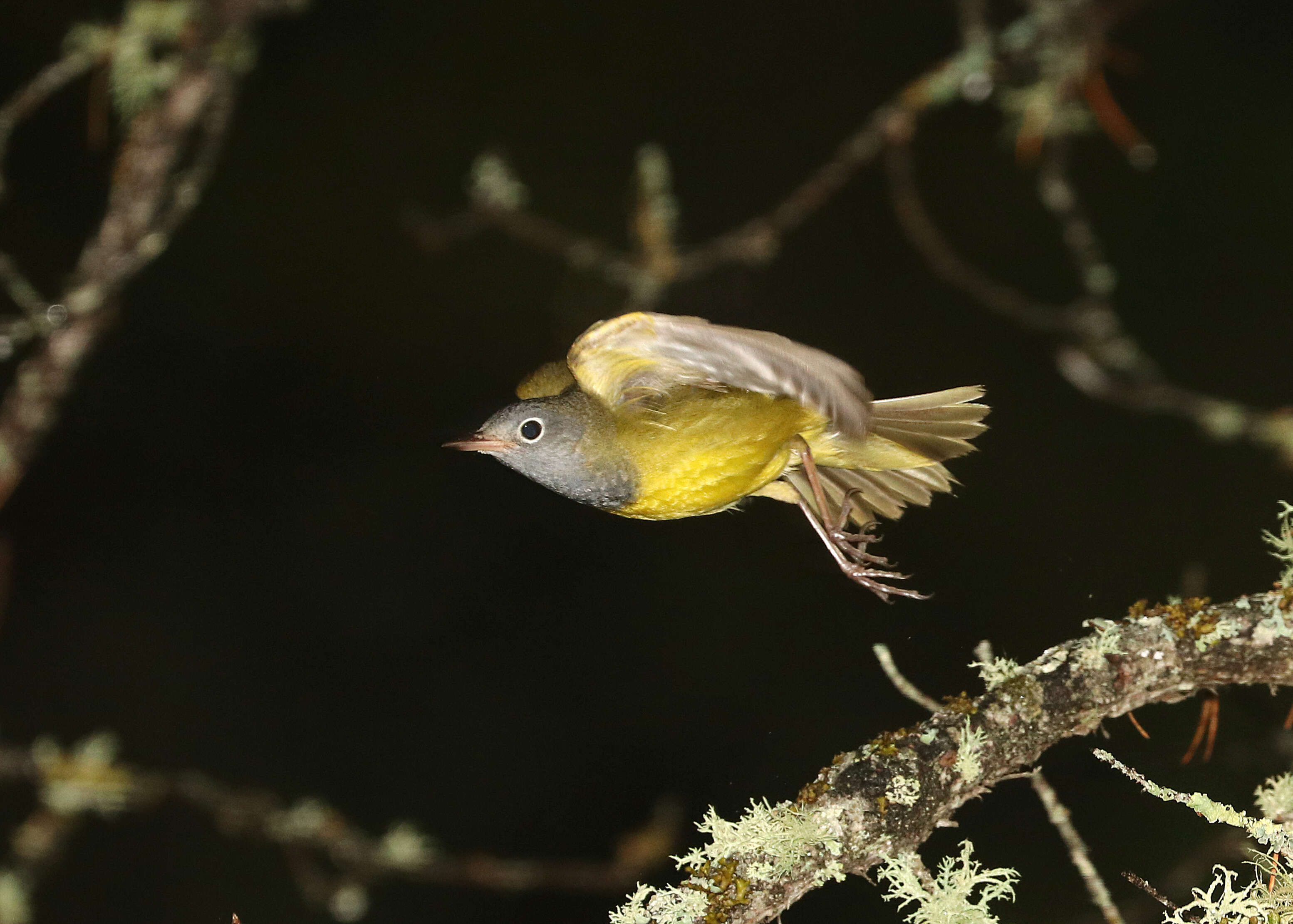 Image of Oporornis Baird & SF 1858