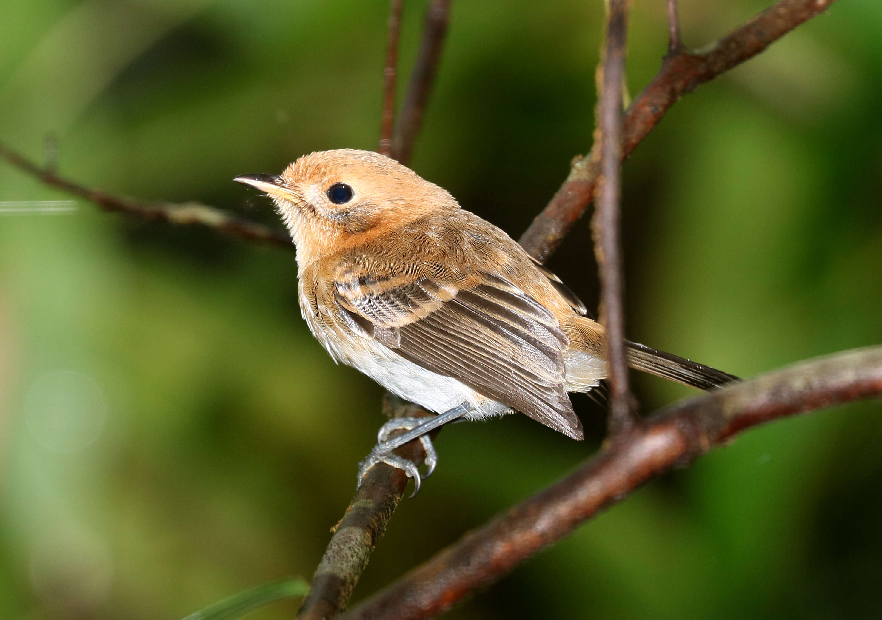 Image of Oahu Elepaio