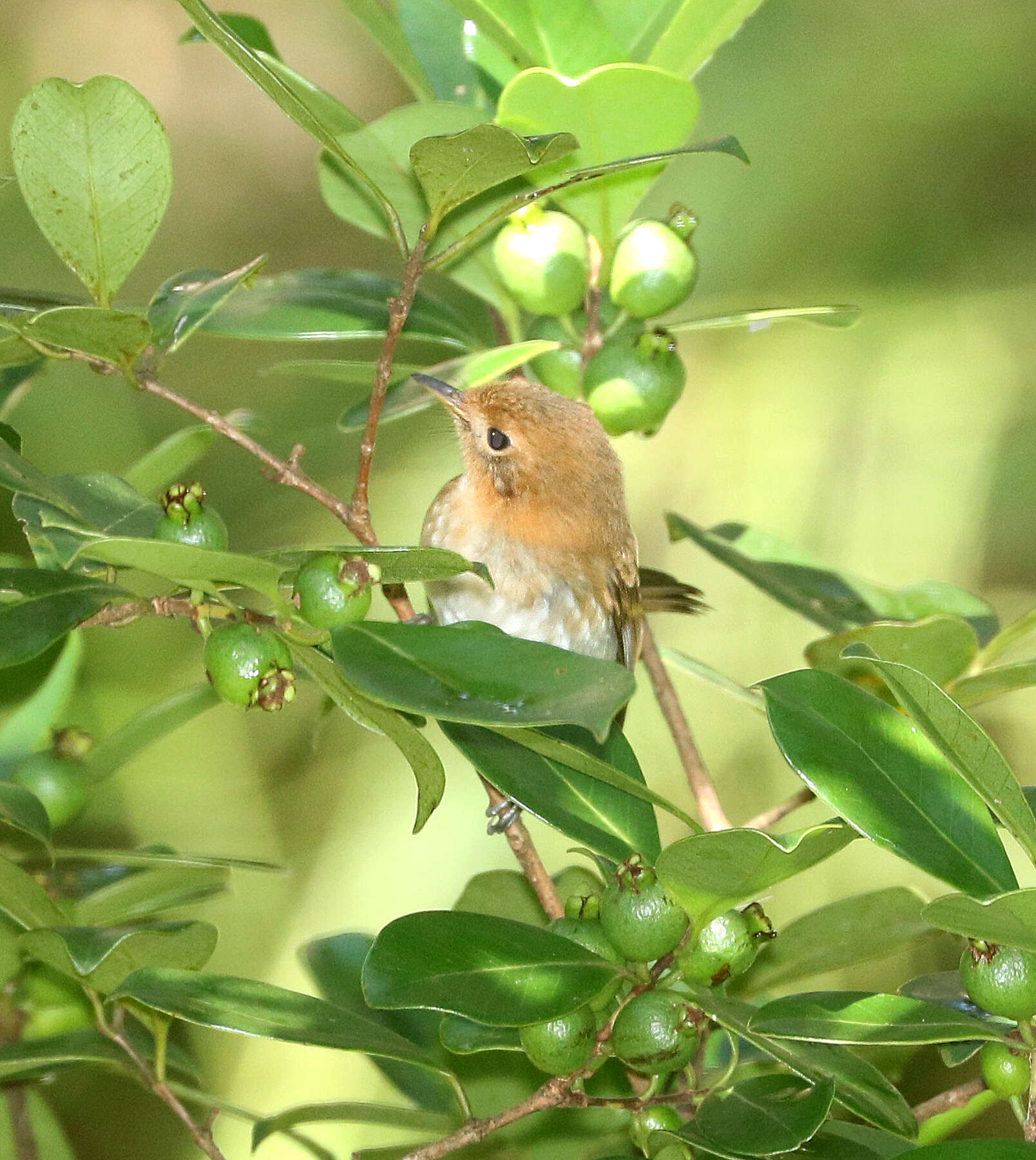 Image of Oahu Elepaio