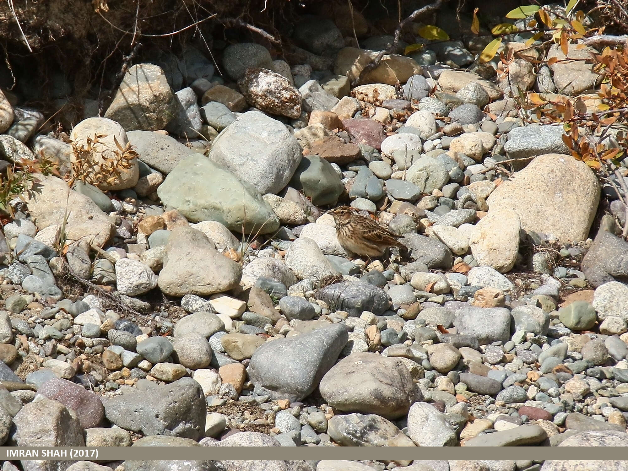 Image of Oriental Skylark