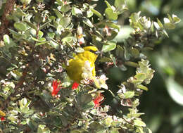 Chlorodrepanis virens (Gmelin & JF 1788)的圖片