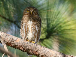 Image of Asian Barred Owlet