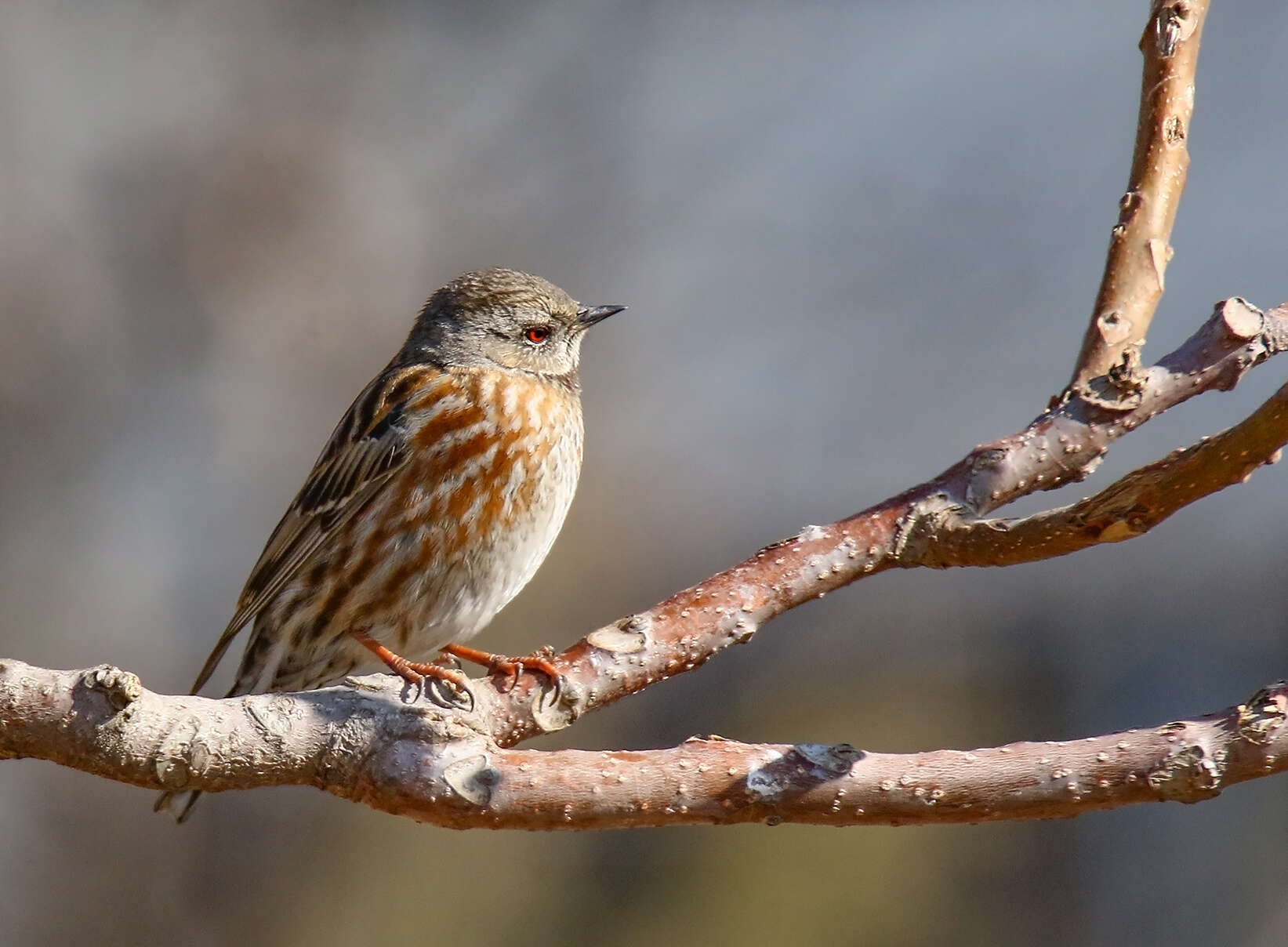 Image of Altai Accentor